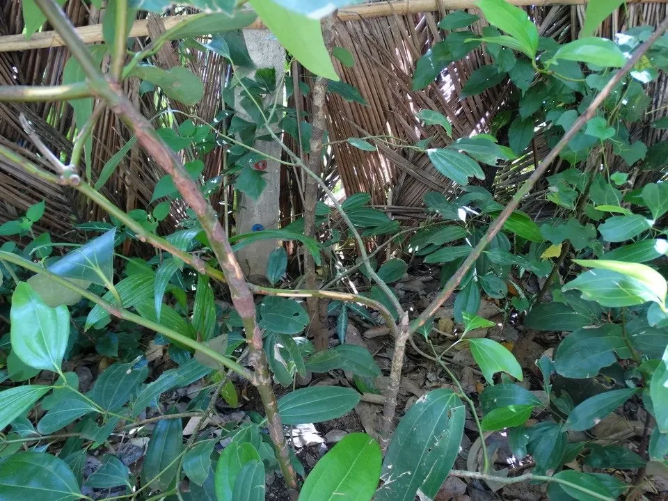 Giardino di spezie con piante di cannella in Sri Lanka.