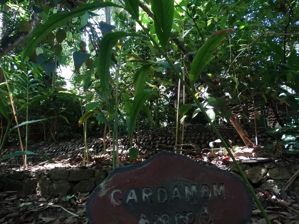 Giardino di spezie con foglie di cardamomo in Sri Lanka.