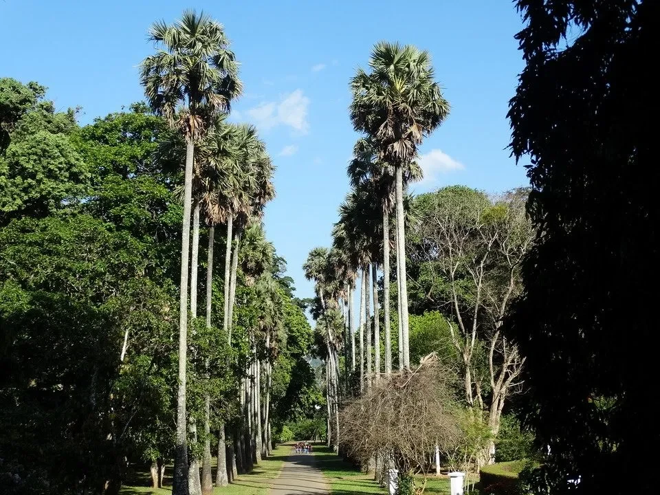 Un viale alberato con palme alte costeggia un sentiero nel giardino botanico.