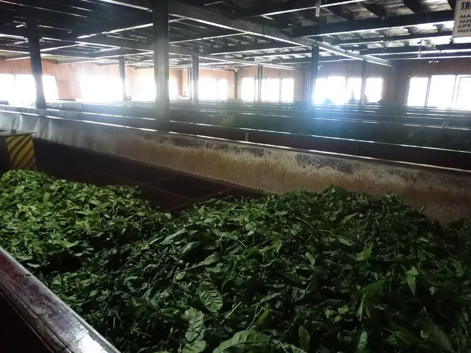 Foglie di tè fresche in una grande struttura industriale.
