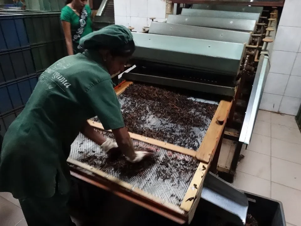 Un lavoratore sta lavorando con foglie di tè in una fabbrica di tè in Sri Lanka.