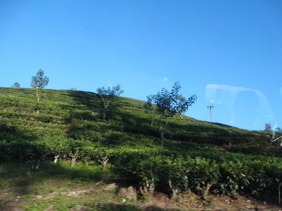 Paesaggio collinare di piantagioni di tè in Sri Lanka sotto un cielo azzurro.