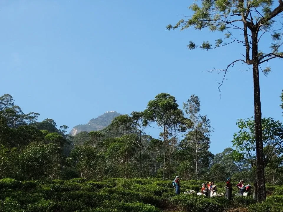 Paesaggio di piantagioni di tè in Sri Lanka con colline sullo sfondo.