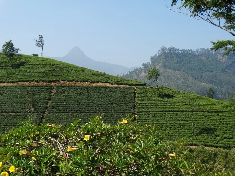 Colline verdi di piantagioni di tè in Sri Lanka.