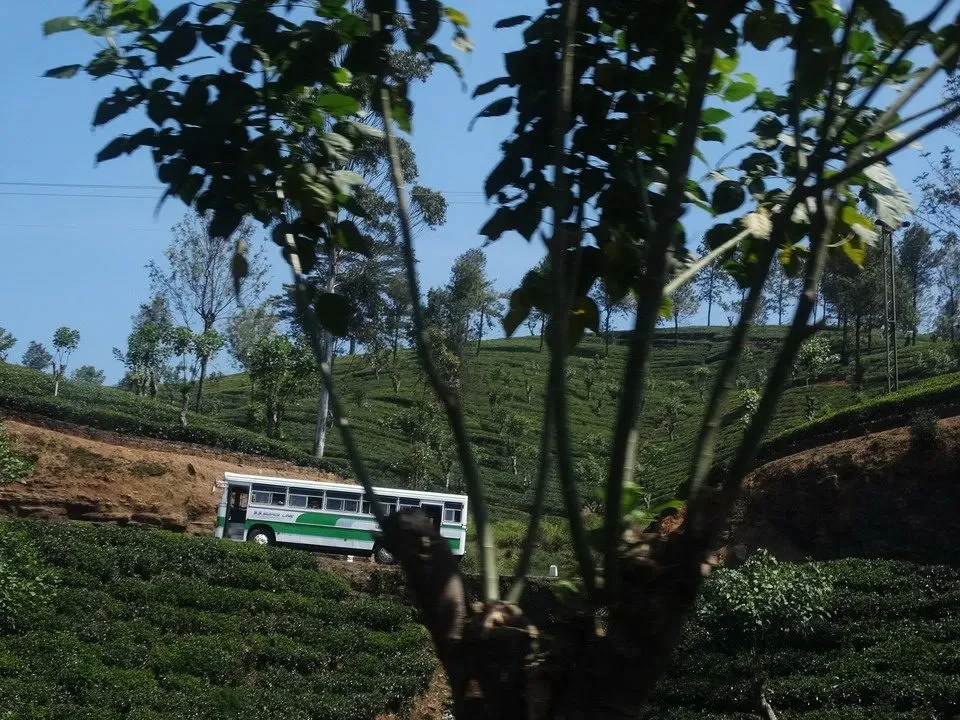Un autobus verde attraversa una collina coltivata di tè in Sri Lanka.