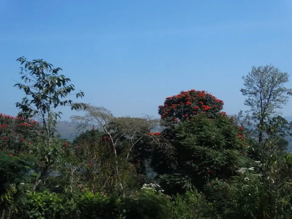 Un paesaggio verde con alberi fioriti sotto un cielo azzurro in Sri Lanka.