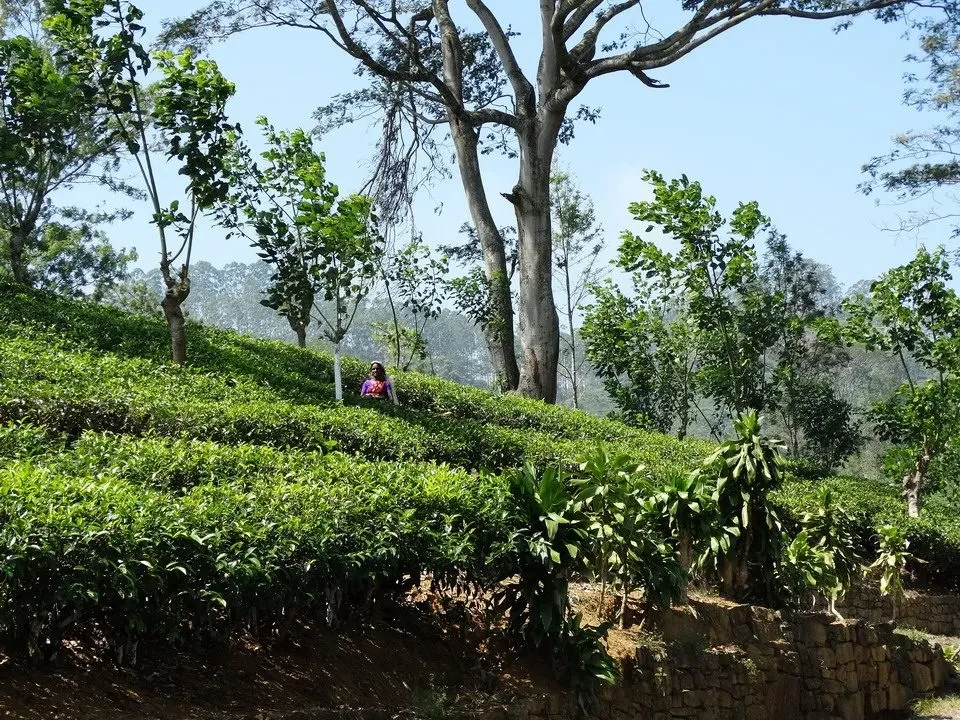 Paesaggio collinare di piantagioni di tè in Sri Lanka.