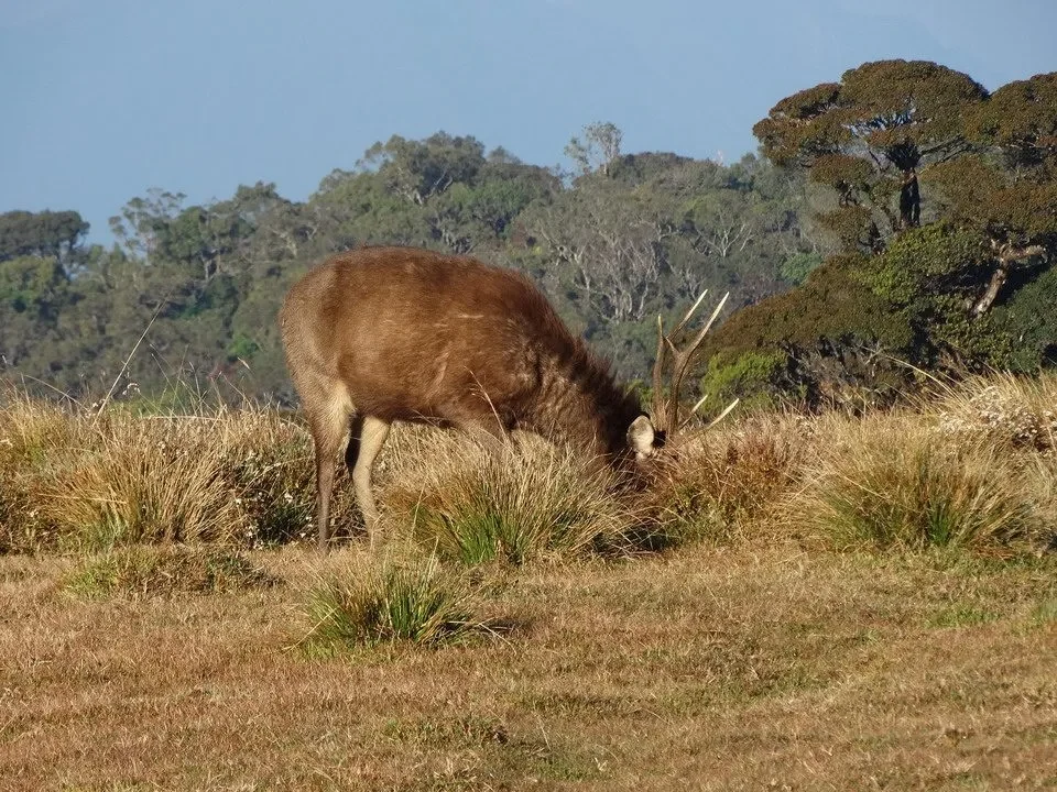 Un sambar sta mangiando erba in una savana.