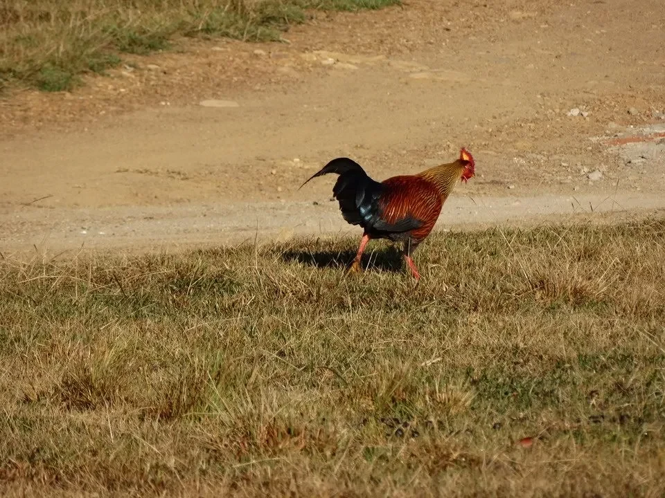 Un uccello marrone e rosso cammina su un terreno erboso secco.