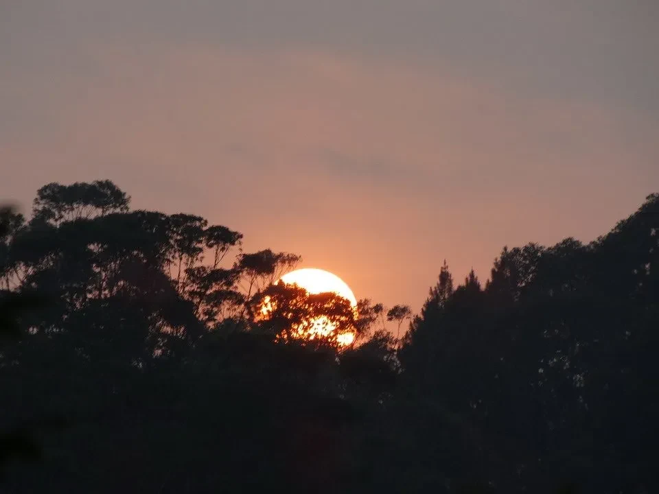 Tramonto dorato sopra una linea di alberi in silhouette.