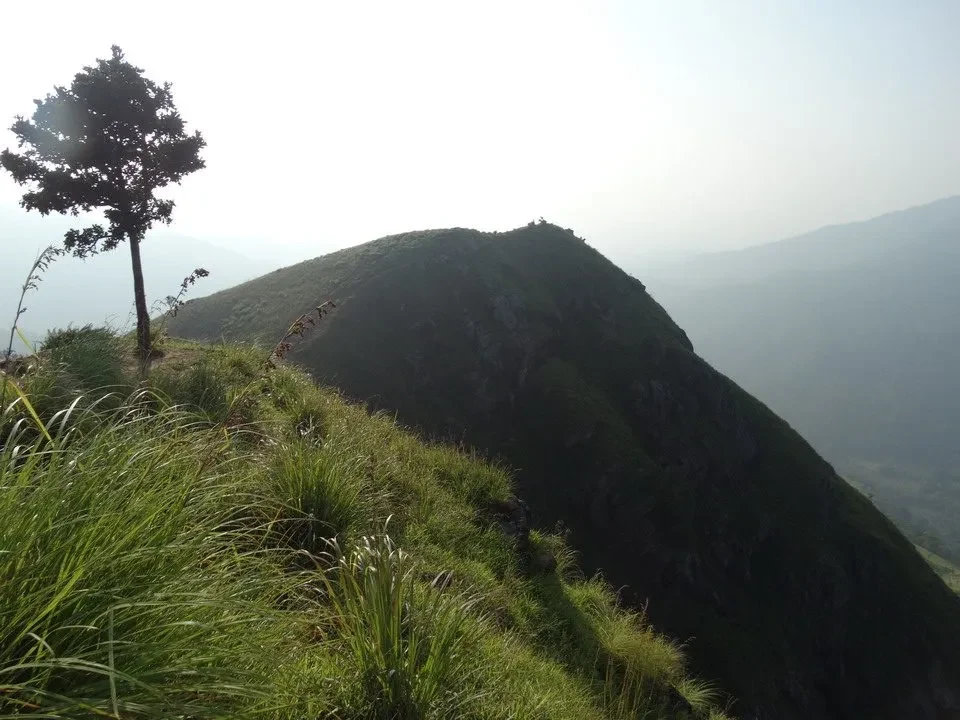 Paesaggio montano verde con erba alta e un albero in primo piano.