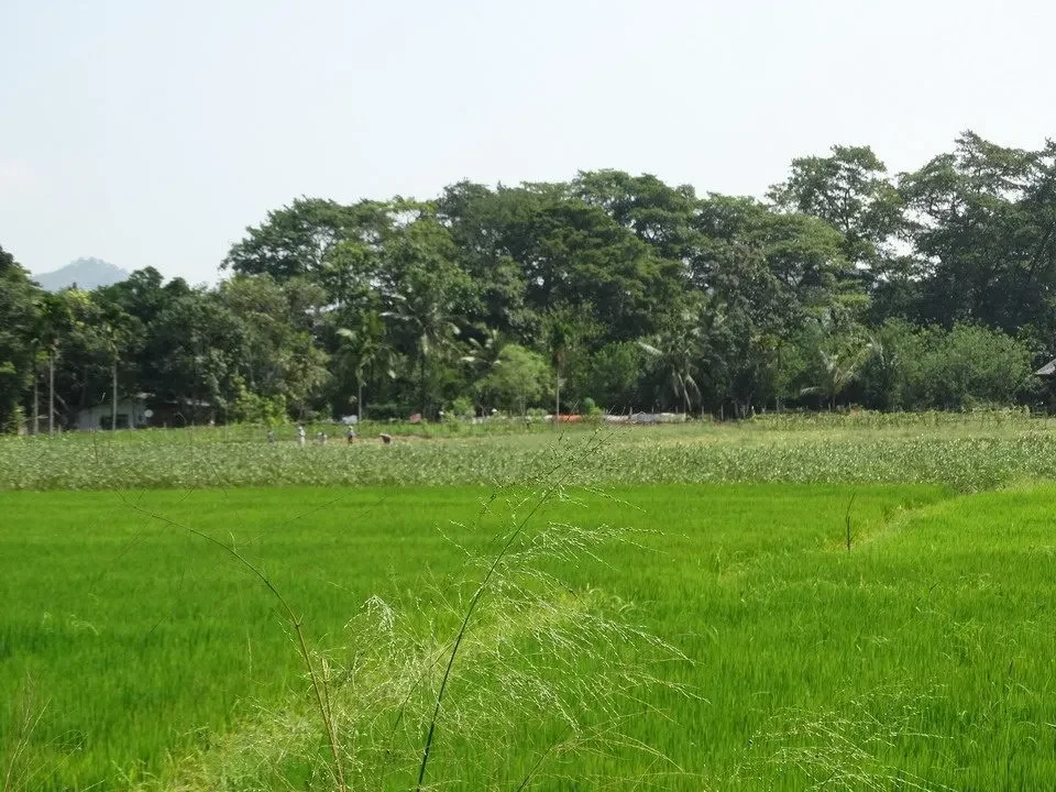 Campi di riso verdi si estendono attraverso un paesaggio rurale in Sri Lanka.