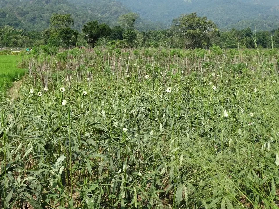 Campi verdi di coltivazione con alberi sullo sfondo in Sri Lanka.