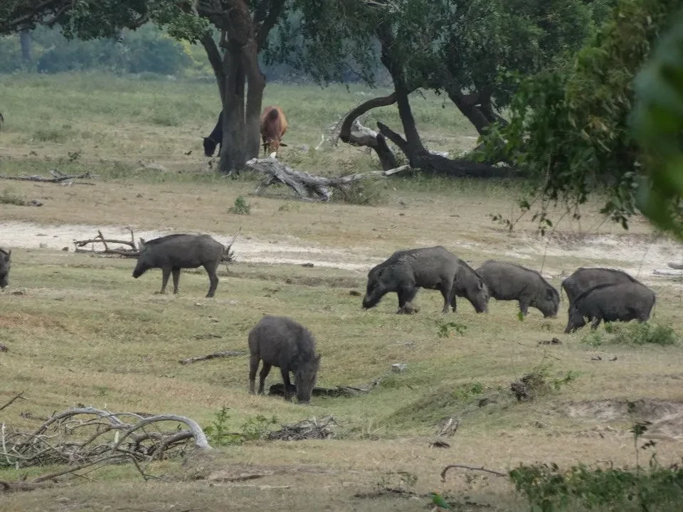 Cinghiali pascolano in una savana di Sri Lanka.
