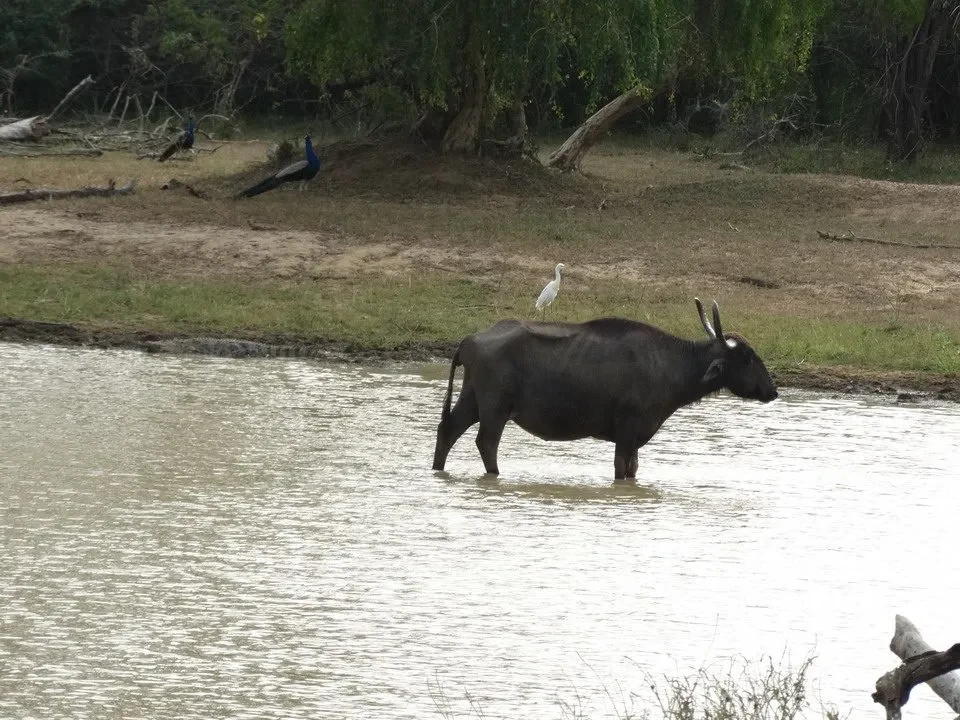 Un buffalo attraversa una pozzanghera in Sri Lanka.