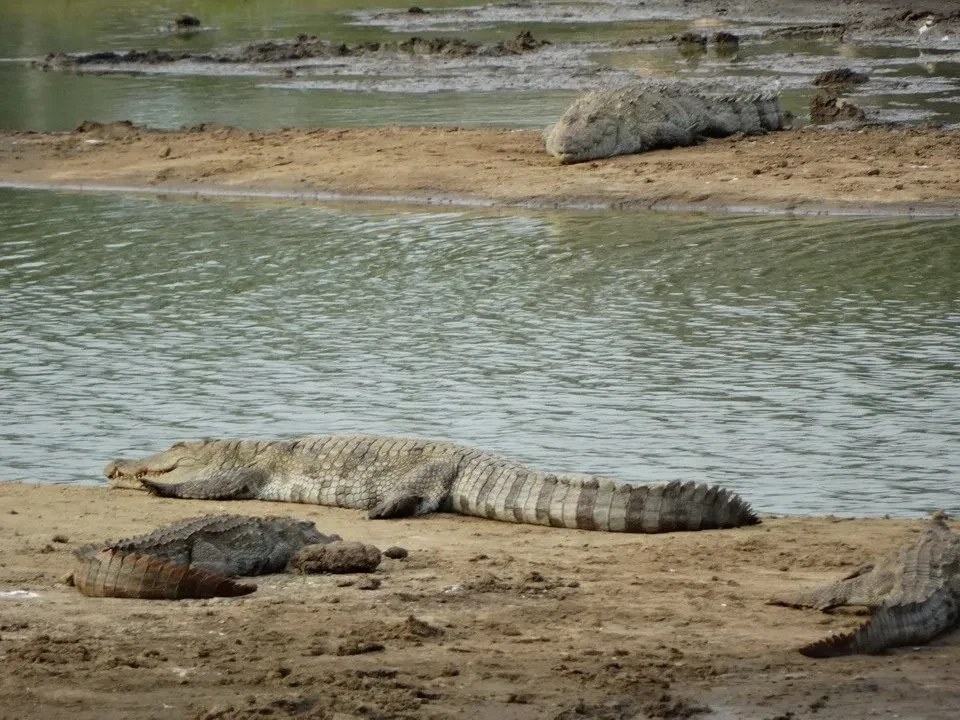 Una grande tartaruga vive nelle acque fangose di un fiume in Sri Lanka.