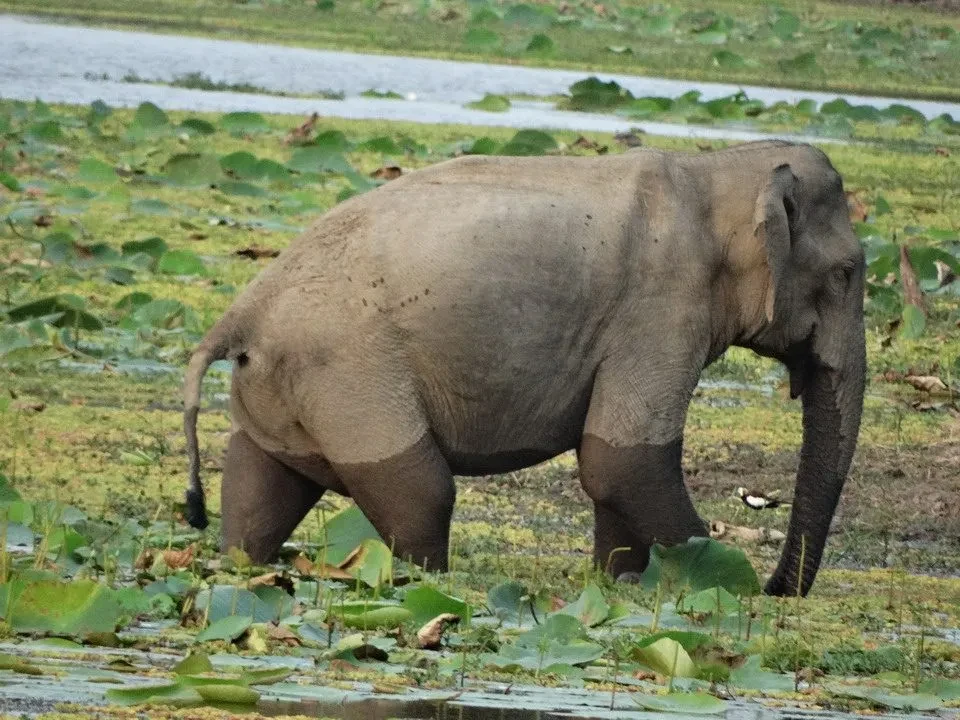 Un elefante si nutre nell'acqua e nella vegetazione in Sri Lanka.