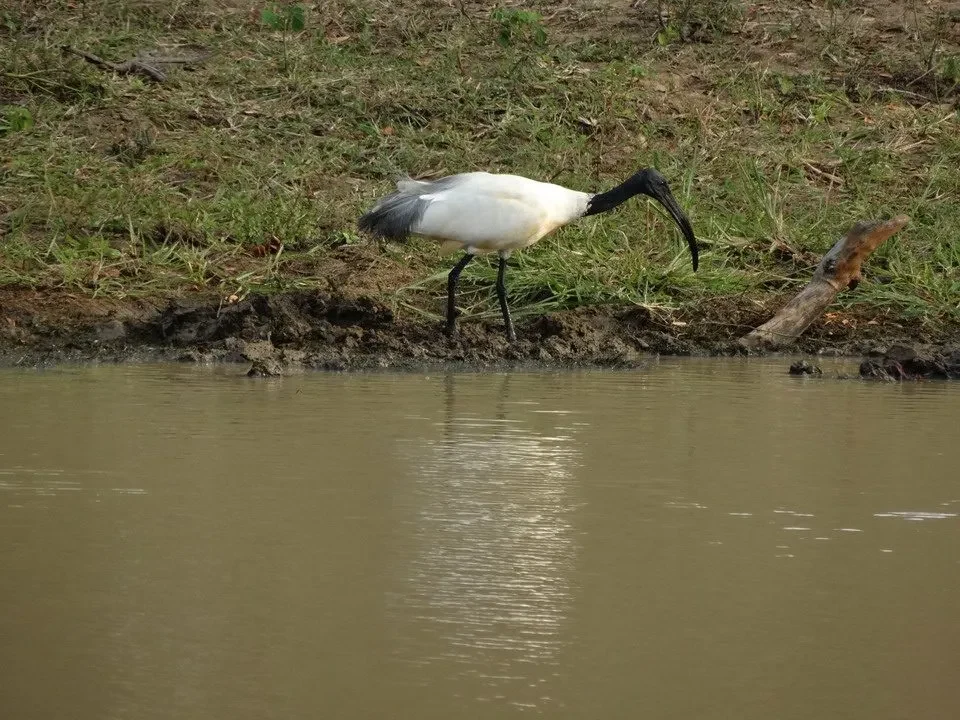 Un imbuto nero con teste nere si trova vicino all'acqua in Sri Lanka.