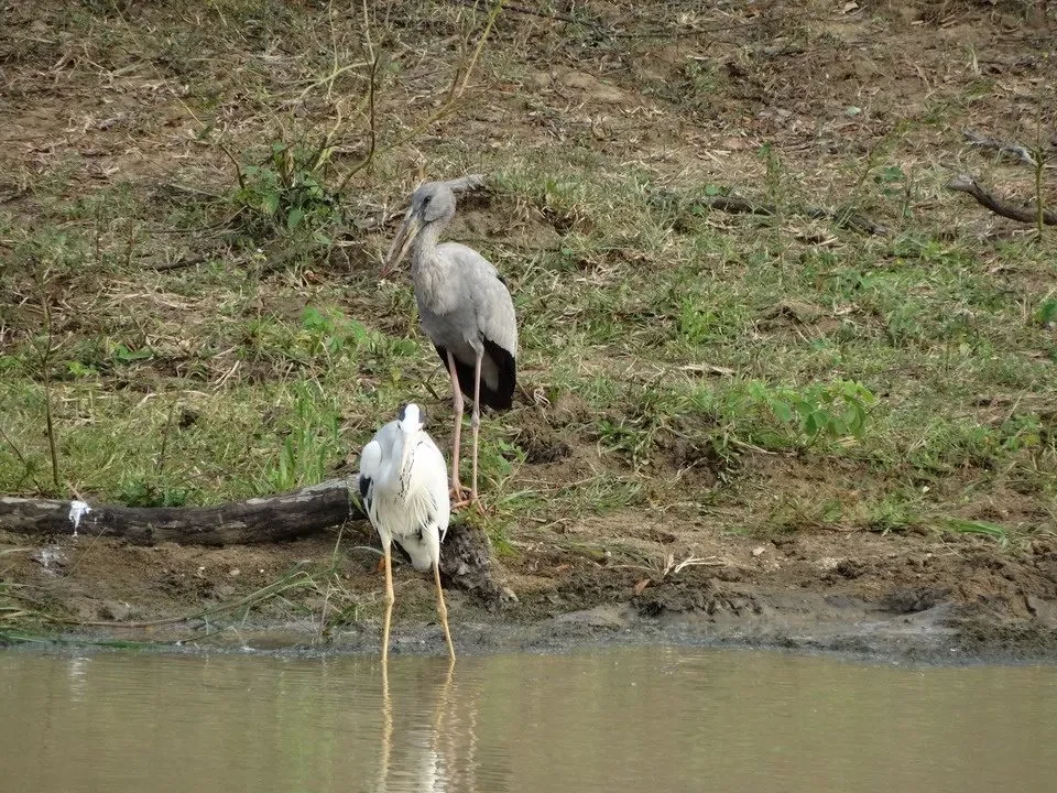 Due uccelli acquatici si trovano vicino all'acqua in una zona di savana in Sri Lanka.