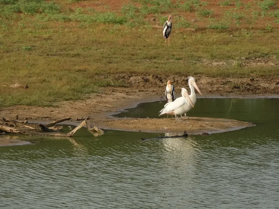 Due fenicotteri stanno in piedi vicino all'acqua in una savana.