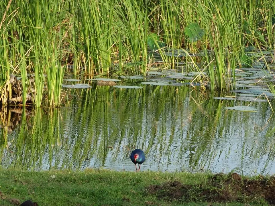 Un anatra si trova in una zona paludosa lussureggiante in Sri Lanka.