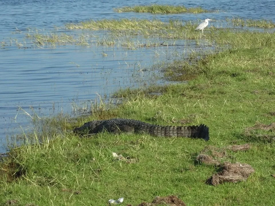 Un coccodrillo si trova tra l'erba e l'acqua in Sri Lanka.