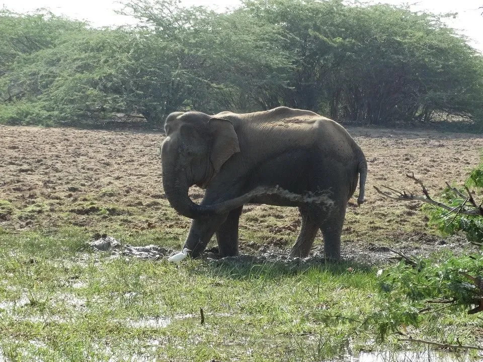 Un elefante si nutre nell'erba umida sotto alberi.