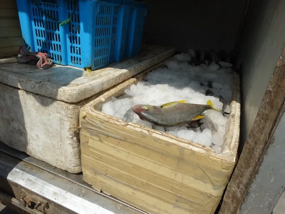 Pesci gialli sono esposti in scatole di ghiaccio.