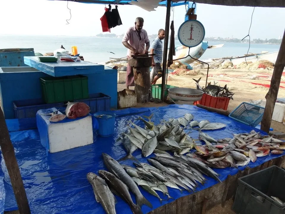 Pesci freschi allestiti per la vendita al mercato ittico di Koggala, Sri Lanka.