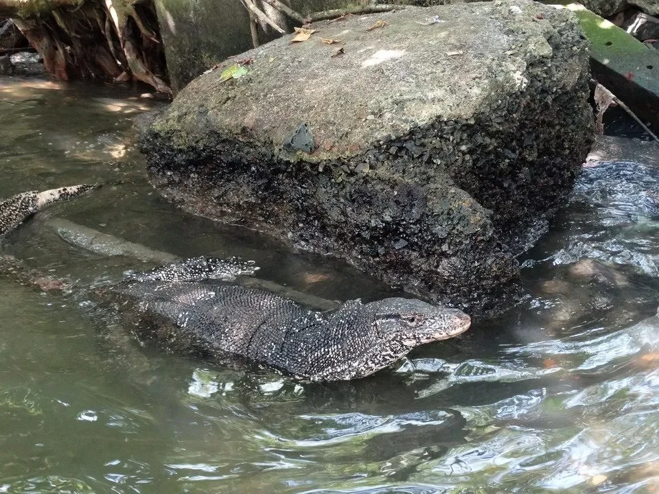 Rane venature in un fiume in Sri Lanka.