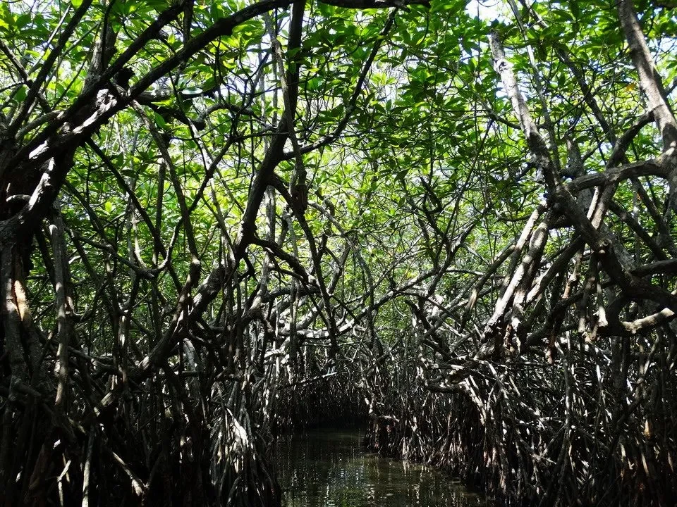 Una canoa naviga attraverso un stretto canale di mangrovie lussureggianti in Sri Lanka.