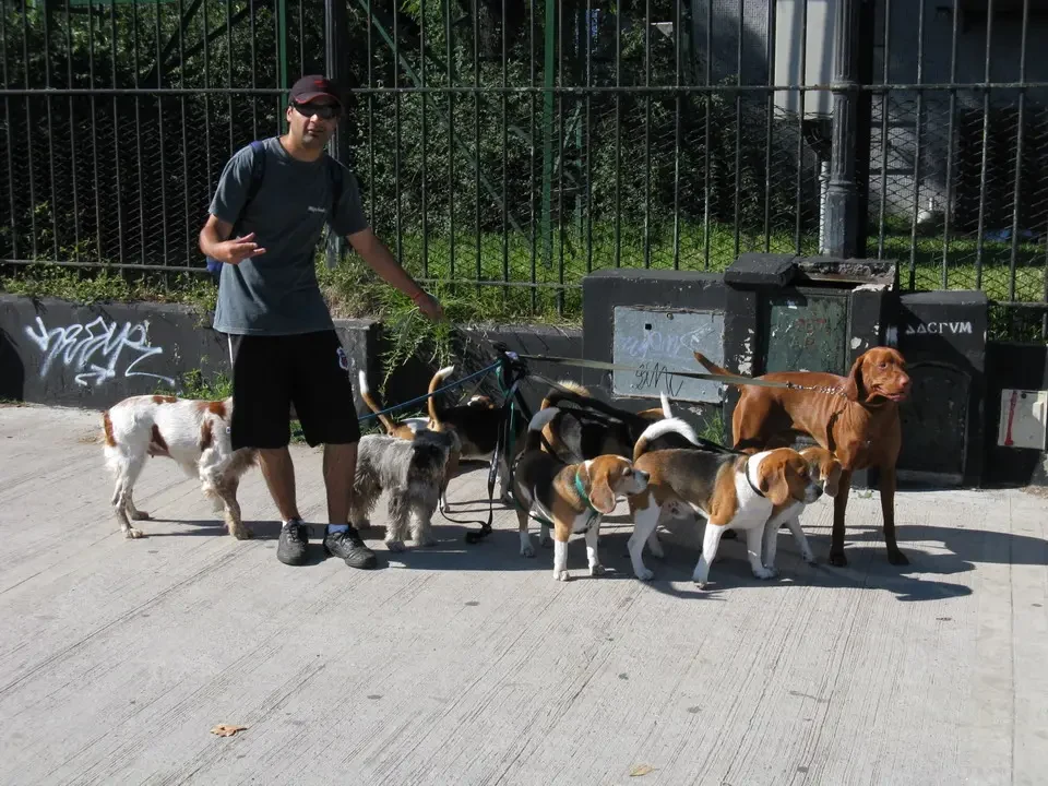 Un uomo guida un gruppo di cani attraverso una recinzione in un ambiente esterno.
