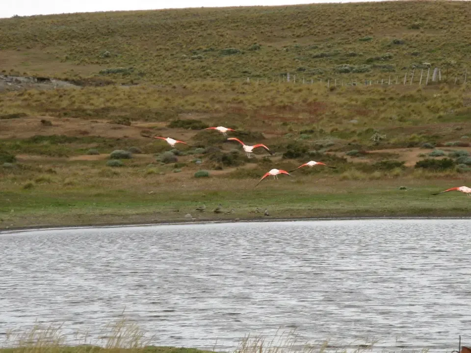 Fenicotteri nuotano in un lago patagonico.