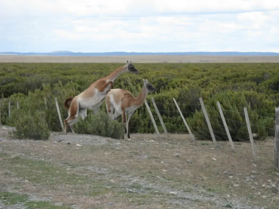 Due guanachi pascolano su un prato aperto in Patagonia.