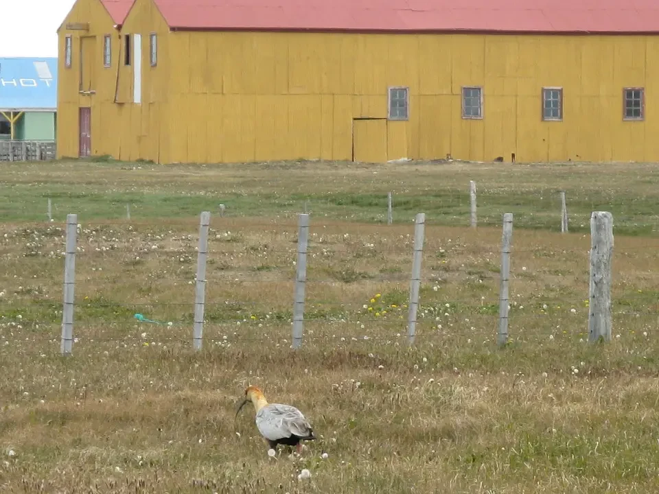 Un uccello si trova in un campo erboso di fronte a un edificio giallo.