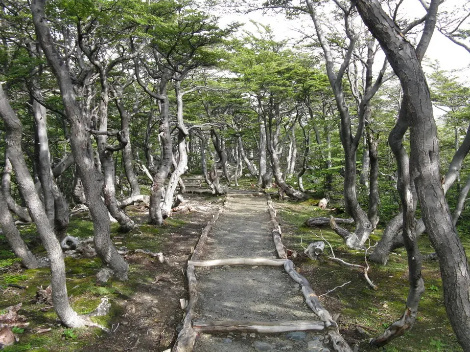 Sentiero boscoso attraverso una foresta di alberi alti in Patagonia.