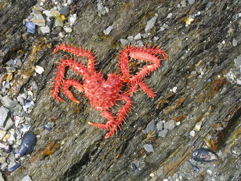 Un crostaceo rosso è posato su una roccia bagnata in Patagonia.