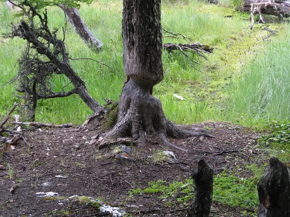 Un albero robusto con radici esposte si trova in un ambiente selvaggio della Patagonia.
