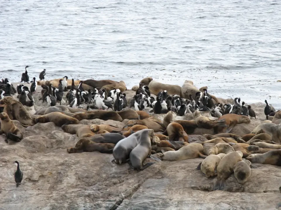 Foche e pinguini giacciono sulla terra bagnata della Patagonia.