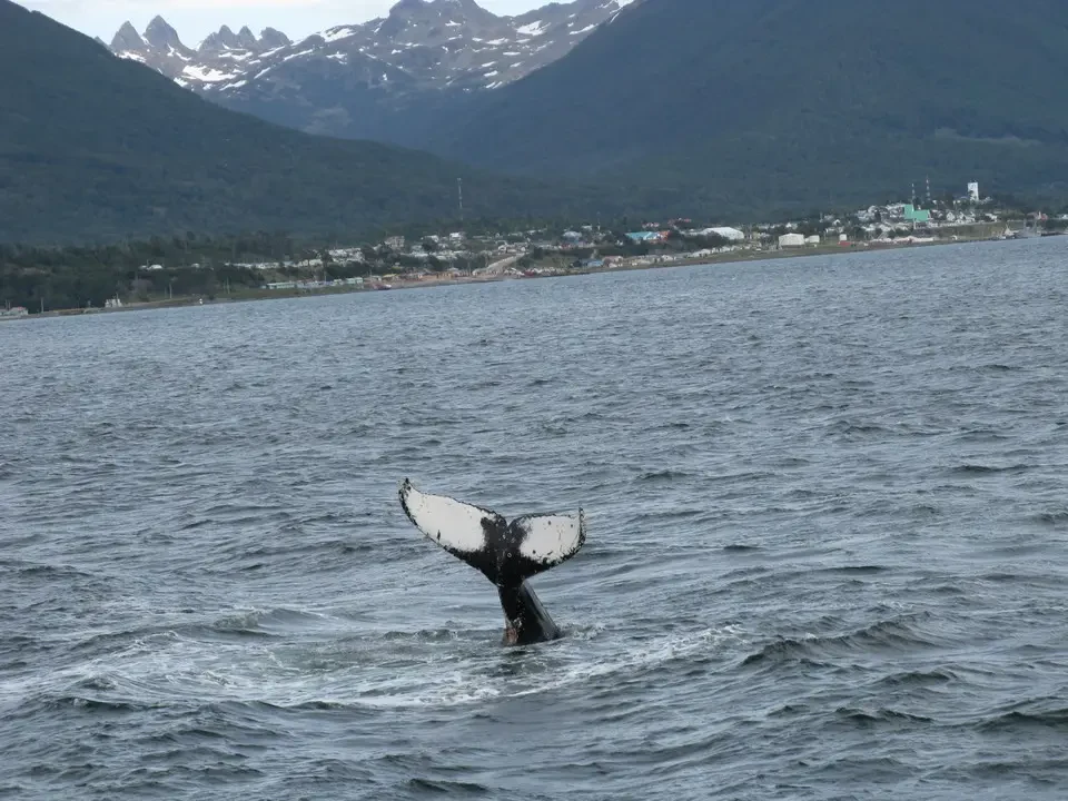 Una balena appare in superficie dell'acqua vicino alla costa patagonica.