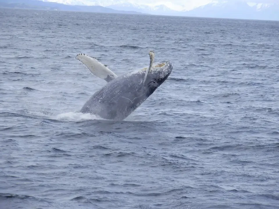 Una balena passa attraverso le onde dell'oceano patagonico.