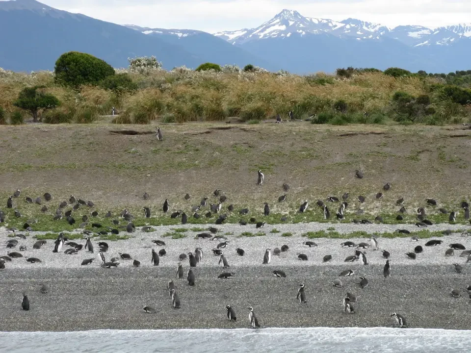 Pinguini nuotano in acque aperte davanti a montagne innevate della Patagonia.