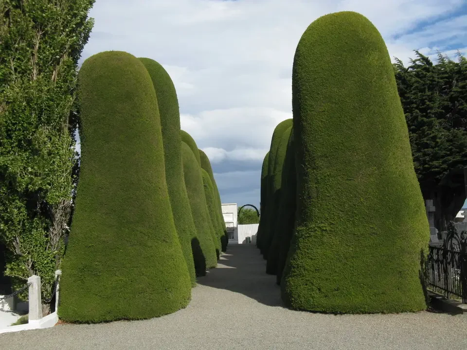 Una fila di siepi verdi e ben curate costeggia un viale in stile formale.