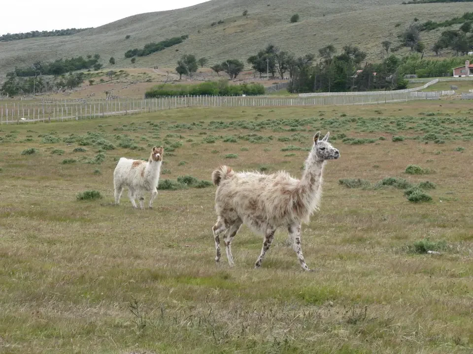 Due lama pascolano su un prato ondulato in Patagonia.