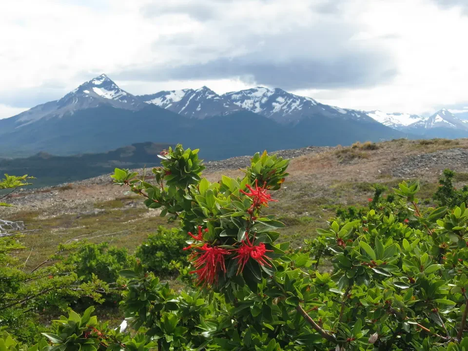 Paesaggio montano patagonico con vegetazione rossa in primo piano.