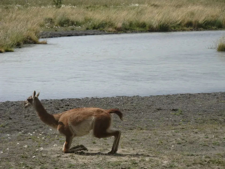 Un guanaco attraversa una zona di prato vicino a un corso d'acqua in Patagonia.
