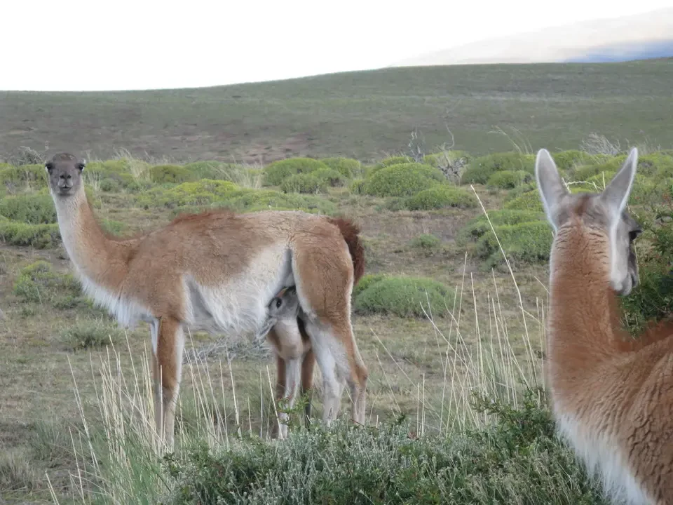 Lama guanico si nutre in un paesaggio aperto della Patagonia.