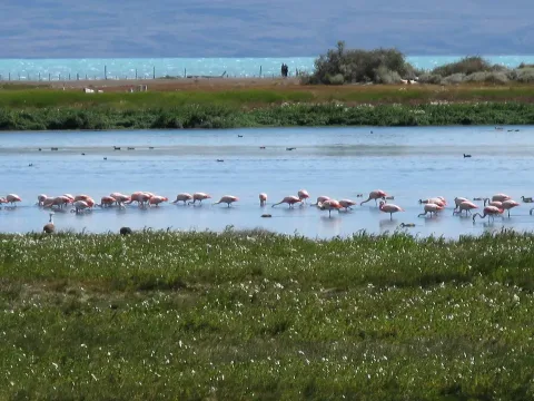 El Calafate