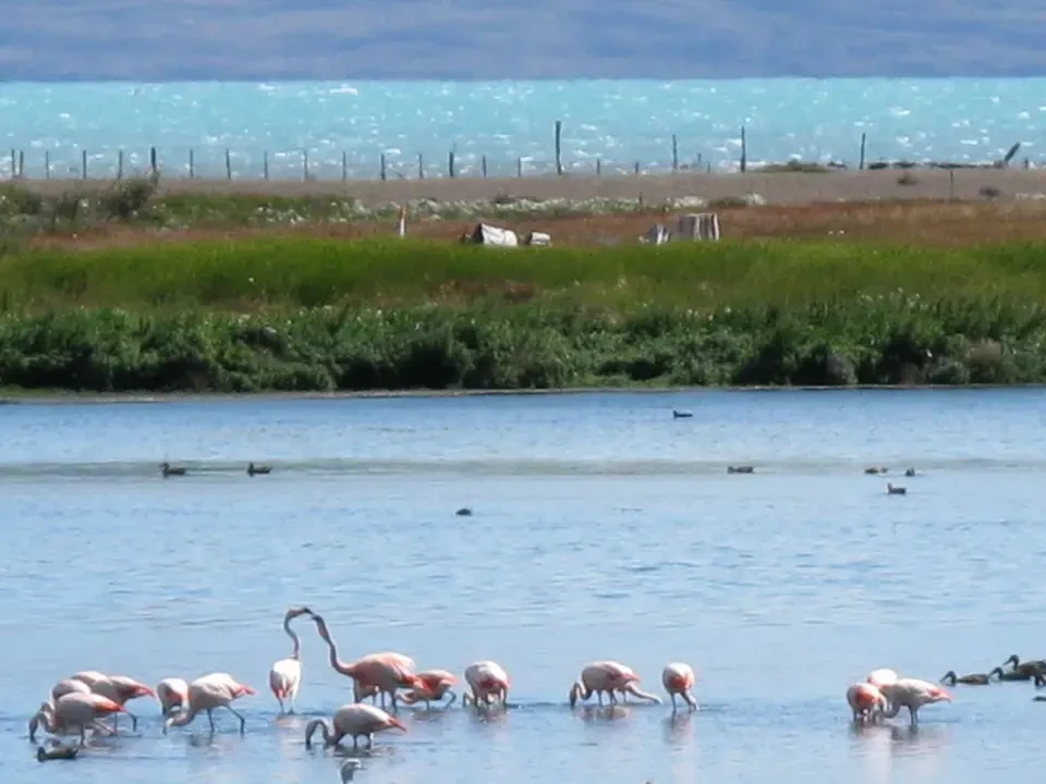 Fenicotteri nuotano in acque chiare della Patagonia.