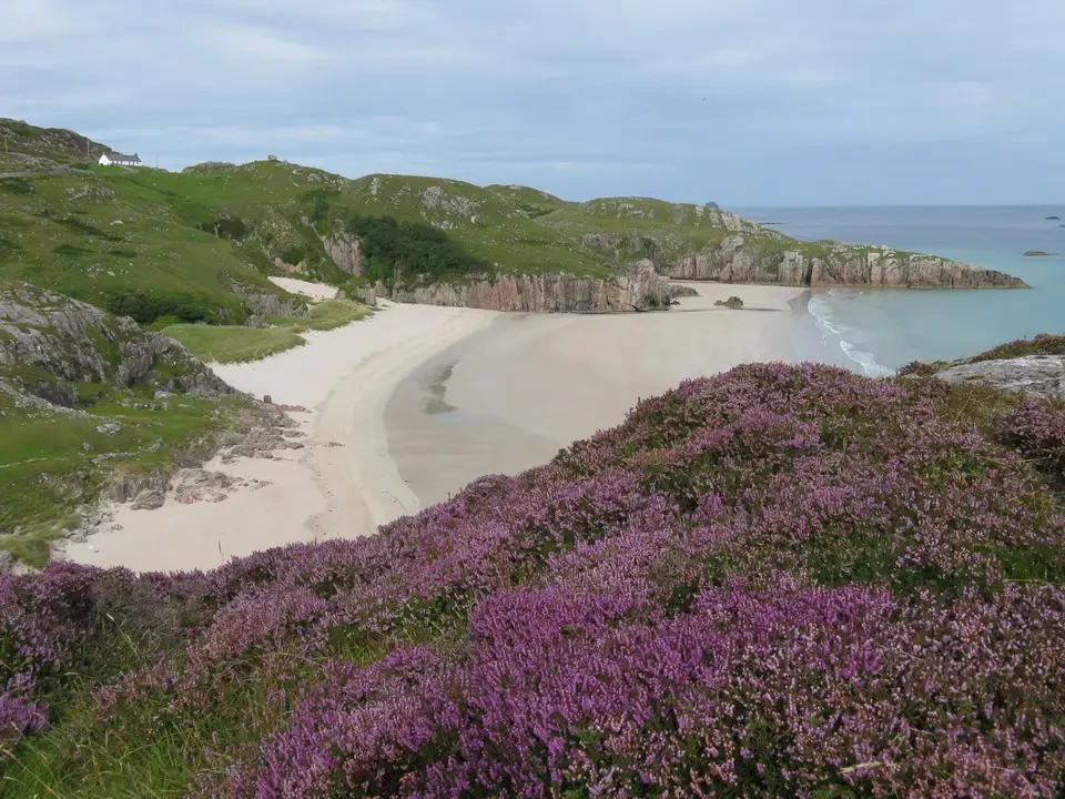 Spiaggia sabbiosa costiera con colline ricoperte di erica viola in Scozia.